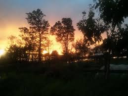 Sunset In The Garden Sunset Favorite Places Outdoor