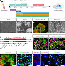Exercise your legs while you're sitting by: A Stably Self Renewing Adult Blood Derived Induced Neural Stem Cell Exhibiting Patternability And Epigenetic Rejuvenation Nature Communications