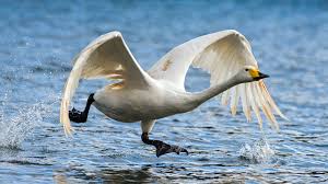 The north american population is often called. Whooper Swan Species Guide Wwt