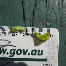 Image result for Macrotyloma axillare