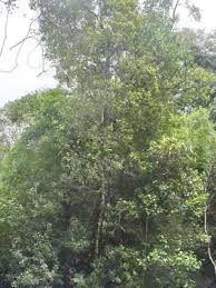 Image result for Faurea