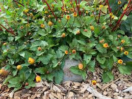 Image result for Spilanthes