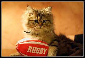 Résultat de recherche d'images pour "dessin chat rugbyman"