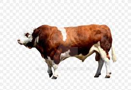 The standard of excellence for brahma bulls. Brahman Cattle Calf Ox Bull Png 800x566px Brahman Cattle Blog Bull Calf Cattle Download Free
