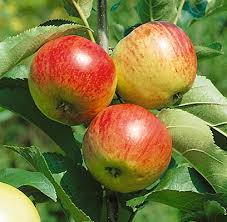Called the bee tree because of the fruit. Nursery Fruit Trees Wolcyn Tree Farms Near St Cloud Mn