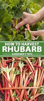 When And How To Harvest Rhubarb Gardener S Path In 2020 Growing Rhubarb Rhubarb Varieties Rhubarb