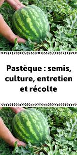 Pasteque Semis Culture Entretien Et Recolte Amenagement De Jardin Potager Pasteque Semis