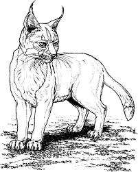 Bobcat Is Standing Coloring Pages Best Place To Color