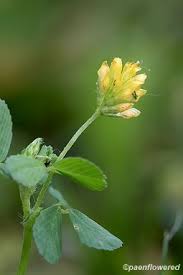 Image result for Trifolium campestre