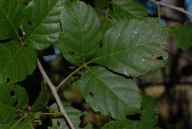 Image result for Allophylus rubifolius