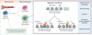 Trained Innate Immunity Epigenetics And Covid 19 Nejm