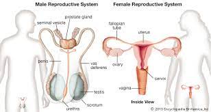 Human anatomy for muscle, reproductive, and skeleton. Reproductive System Kids Britannica Kids Homework Help