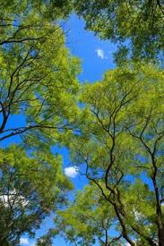 Summer Tree Background Free Stock Photos Download 24 047 Free Stock Photos For Commercial Use Format Hd High Resolution Jpg Images Cb background app have 1000+ tree pngs in high quality. summer tree background free stock