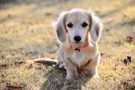 Below is a sample search of our dachshund breeders with puppies for sale. Select Dachshunds Akc Miniature Dachshunds For Sale In Texas In 2020 Dachshund Puppies Dachshund Pets Long Haired Miniature Dachshund