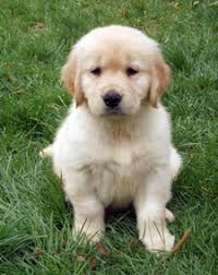 Mitchell rosenort mb r0g 1w0 phone: Cute Doggies And Puppies Free Images Baby Golden Retriever Manitoba Canada