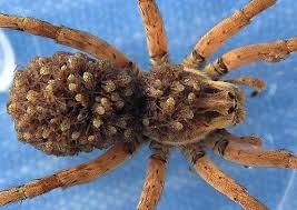There is no spider bite that will literally kill you instantly. How To Kill Wolf Spiders With Babies Arxiusarquitectura