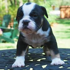 Free for commercial use no attribution required high quality images. What Kind Of Puppy Is Right For Me Olde South Bulldogges