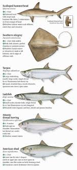 Saltwater Fishes Of North Carolina South Carolina And