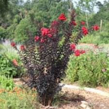 Solving The Mystery Of The Black Diamond Crepe Myrtle Series