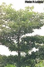 Image result for Terminalia superba