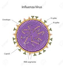 The h5n1 virus found in a wild bird in washington state in late 2014 is slightly different from the asian origin avian h5n1 virus that made humans sick. Influenza Virus Examples Bird Flu And Swine Flu Royalty Free Cliparts Vectors And Stock Illustration Image 12497992