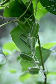 Image result for Dioscorea dregeana