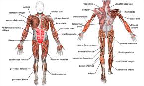 Almost every movement in the body is the outcome of muscle contraction. Muscle Anatomy Labeled Anatomy Drawing Diagram