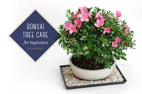 Now for all those who are new to this, we have a care guide ready for you to follow and indulge into the process of bonsai training. Bonsai Tree Care For Beginners Ftd Com