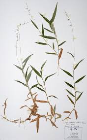 Image result for Oplismenus undulatifolius