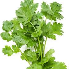 Image result for Coriandrum sativum