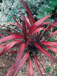 13 Perennials For Full Sun Red Plants Desert Plants Sun Plants