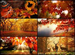 Beautiful Fall Collage 1 Bilder Herbst Bilder Kunst