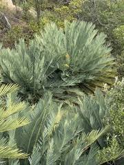 Image result for Conostomium zoutpansbergense