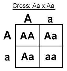 Among many things, punnett squares are important for me to design my breeding experiments, verify my experiments are working as expected, and determine if, when doing a punnett square, there is a 50/50 chance of having a son or daughter, why is it so common that families either have many males. How Is A Punnett Square Used To Predict Genotypes And Phenotypes Quora
