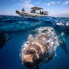 Repost Ocean With Repostapp Want To Experience One Of The Funniest Wildlife Encounters Ever Well Darrenjew And Thurston Ocean The Beautiful South Photo