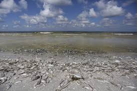 Red Tide Is Back In Southwest Florida