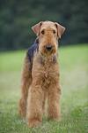 Airedale Terrier Puppies For Sale - AKC PuppyFinder