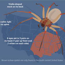 The spider has a powerful poison and occasionally bites a person, thus causing skin lesions (local injuries) and sometimes more common symptoms. The Brown Recluse How To Tell If You Were Bitten