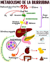 MediNerds | El metabolismo de la bilirrubina es un proceso clave en la  eliminación de productos de desecho derivados del catabolismo de la  hemoglobina. 💊 | Instagram