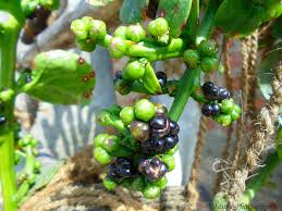 Image result for Basellaceae