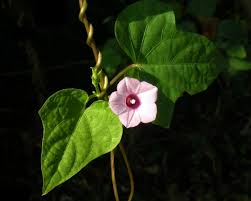 Image result for Ipomoea sinensis