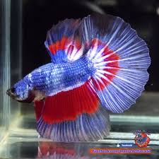 Live Betta Fish Male Marbled Blue Red Halfmoon Hm 3137 Betta Fish Betta Fish