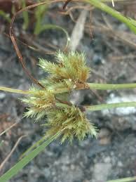 Image result for Cyperus squarrosus
