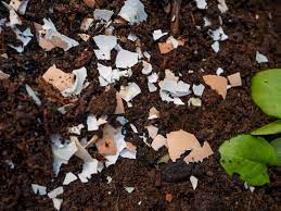 Maybe you would like to learn more about one of these? How To Use Eggshells In The Garden And In Compost