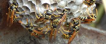 Clear out the fumigation smoke afterwards with decent ventilation methods. A Guide On Wasps What You Can Do About Them
