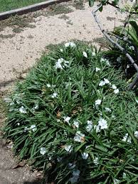 This beautiful flowering plant grows in any kid. Ruellia Brittoniana Blanca White Dwarf Ruellia Mountain States Wholesale Nursery