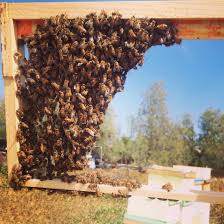 This engaging online class will boost your confidence and have you raising bees in no time. Langstroth Vs Top Bar Hive Beekeeping Like A Girl