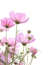 Cosmos Flowers On White Background By Natthawut Punyosaeng On 500px Vintage Flower Backgrounds Flowers Photography Wallpaper Flower Background Wallpaper