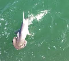 Nets have a fall of 3m and are no longer. Bonnethead Shark Caught In St Joseph S Sound Florida