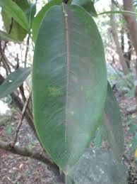 Image result for Coptosperma